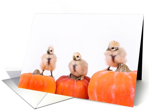 Happy Halloween! (chickens on pumpkins) card (414855)