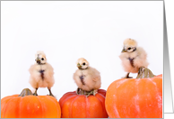 Happy Halloween! (chickens on pumpkins) card