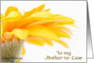 Happy Mother’s Day, for Mother in Law. Orange Daisy card