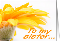 Happy Birthday for sister. Orange Daisy card