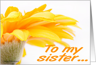 To my sister... Orange Daisy card