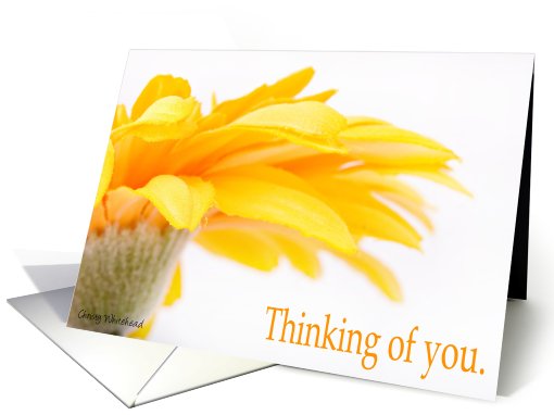 Thinking of you... Orange Daisy card (417580)