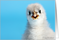 Talkative grey Cochin chick card