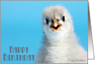 Happy Birthday, from group (Talkative grey Cochin) card