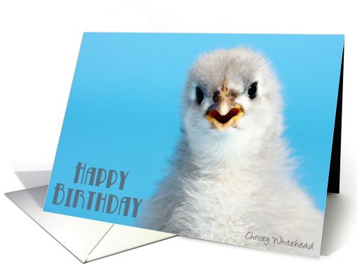 Happy Birthday, from favorite chick (Talkative grey Cochin) card