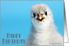 Happy Birthday, from favorite chick (Talkative grey Cochin) card