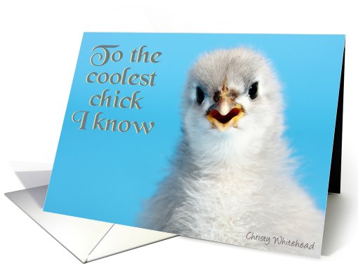 To the coolest chick I know (Talkative grey Cochin) card (418950)
