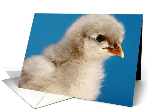 Blue Cochin Chick card (418964)