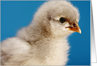 Blue Cochin Chick card