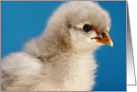 Blue Cochin Chick card