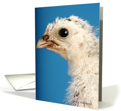 Close up of Laced Chick card (418965)