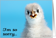 I’m so sorry (Grey Cochin Chick) card