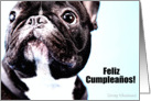 Feliz Cumpleanos (French Bulldog) card