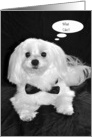 Humouous Birthday, Maltese in Black and white card