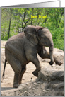 Get Well, Baby African Elephant card