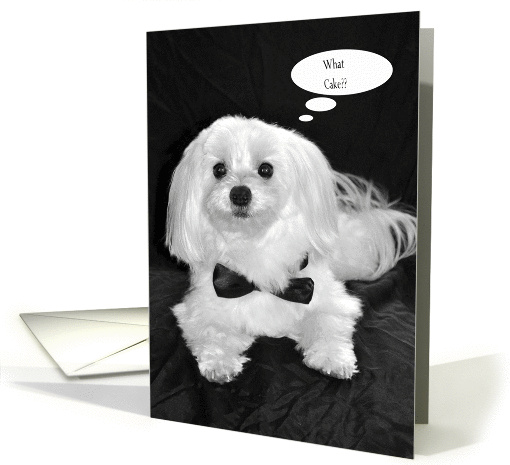 Humouous Birthday, Maltese in Black and white card (855780)