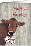 Cow Jingle Bell...