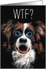 WTF Adult Language Funny Border Collie Cartoon Belated Birthday card