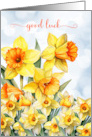 Good Luck Daffodil Garden with Blue Sky Bokeh card