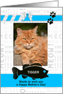 from the Cat Fun Mother’s Day Blue and Black with Pet’s Photo card