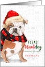 from the Dog English Bulldog Funny Fleas Navidog Christmas Custom card