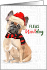 French Bulldog Tan Funny Fleas Navidog Christmas card