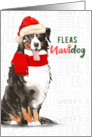 Funny Christmas Bernese Mountain Dog Fleas NaviDOG Pet Lover card
