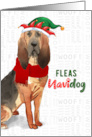 Funny Christmas Bloodhound Fleas NaviDOG Dog Lover’s Holiday card