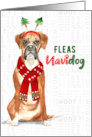 Christmas Boxer Dog Funny Fleas NaviDOG card