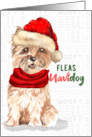 Christmas Cairn Terrier Dog Funny Fleas NaviDOG card