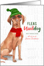 Business Hungarian Vizsla Fleas Navidog Christmas Dog Custom card
