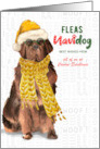 Business Newfoundland Fleas Navidog Christmas Dog Custom card