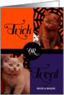 from the Pet Trick or Treat Cute Halloween Two Photos card