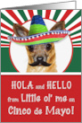 Cinco de Mayo Chihuahua in a Sombrero Funny Dog card