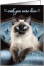 Missing You Siamese Cat on a Blue Chair card