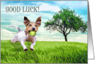 Good Luck Jack Russel Terrier Fetch card