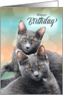 Brother’s Birthday Two Gray Cats for Pet Lovers card