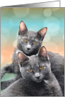 Gray Cats Pet Lover Blank Any Occasion card