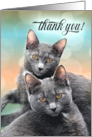 Thank You Two Gray Cats card