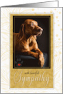 Pet Sympathy Loss of Dog in Yellows and Golden Hues card