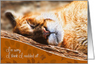 I’m Sorry Funny Napping Mountain Lion card