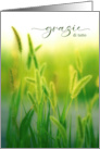 Gratzie Italian Language Thank You Summer Grasses card