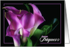 French Easter Pques Purple Calla Lilies on Black card