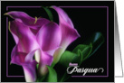 Italian Easter Pasqua Purple Calla Lilies on Black card