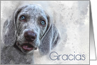 Spanish Gracias Thank You Watercolor Weimaraner Puppy card