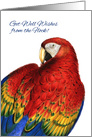Get Well Wishes from the Group Rainbow Macaw Parrot card