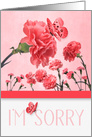 I’m Sorry Pink Carnations with Butterflies card