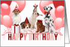 from All of Us a Cute Litter of Cats in Shades of Red and Pink card