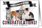 Custom Congratulations Veterarinary Graduate Cats card