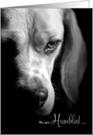 Pet Sympathy Loss of a Dog Beagle Black and White card